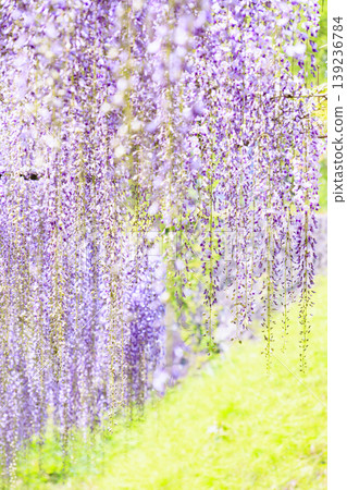 Byakugoji Temple: Fresh greenery and wisteria blossoms Byakugoji Temple: Fresh greenery and wisteria blossoms 139236784