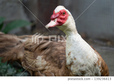Close-up portrait of a Muscovy duck on a farm 139236813