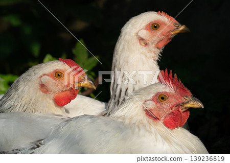Close-up of three white chickens huddling together on a farm Close-up of three white chickens huddling together on a farm 139236819