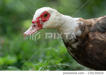Close-up portrait of a Muscovy duck on a farm Close-up portrait of a Muscovy duck on a farm 139236820