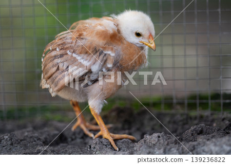 Small fluffy chick standing on the ground in a coop Small fluffy chick standing on the ground in a coop 139236822