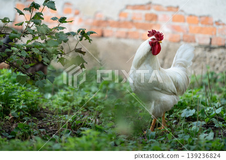 White rooster standing in a green garden on a farm 139236824