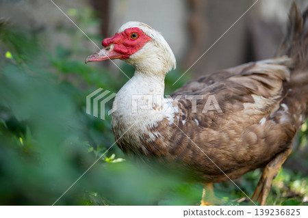 Full body portrait of a Muscovy duck standing on a path Full body portrait of a Muscovy duck standing on a path 139236825