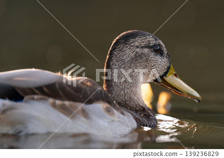 Artistic portrait of a female mallard duck in shimmering water Artistic portrait of a female mallard duck in shimmering water 139236829
