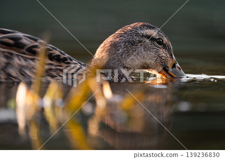 Artistic portrait of a female mallard duck in shimmering water Artistic portrait of a female mallard duck in shimmering water 139236830