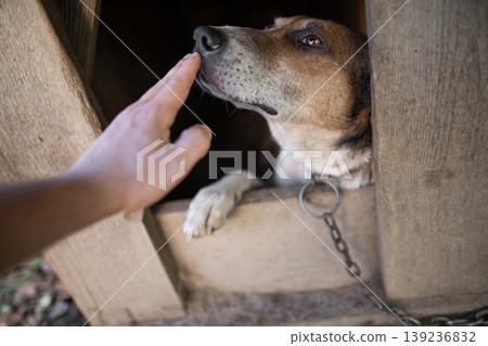 A lonely and sad guard dog on a chain near a dog house outdoors. 139236832