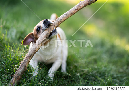 Active Jack Russell Terrier dog playing with a stick outdoors Active Jack Russell Terrier dog playing with a stick outdoors 139236851