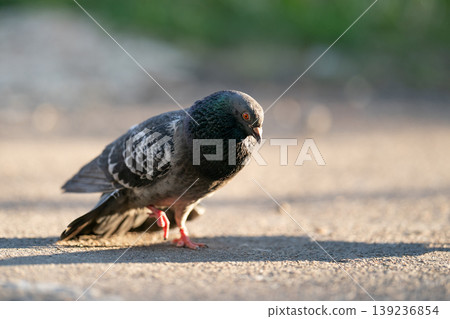 Close up of grey pigeon standing on ground in sunlight Close up of grey pigeon standing on ground in sunlight 139236854