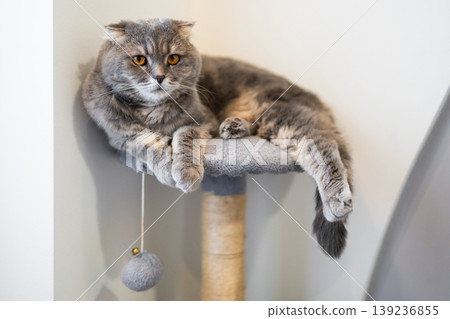 A beautiful purebred Scottish Fold cat with orange eyes resting on a grey cat tree tower in a modern apartment. A beautiful purebred Scottish Fold cat with orange eyes resting on a grey cat tree tower in a modern apartment. 139236855
