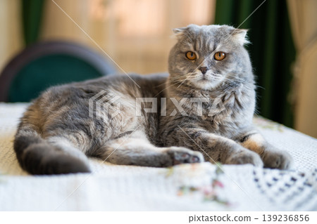Beautiful Scottish Fold cat lying on table looking at camera Beautiful Scottish Fold cat lying on table looking at camera 139236856