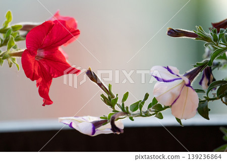 Red and white striped petunia flowers in soft light Red and white striped petunia flowers in soft light 139236864