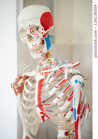 Anatomical human skeleton model with muscle attachment markings Anatomical human skeleton model with muscle attachment markings 139236884