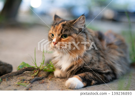 Fluffy calico cat lying on the ground outdoors in summer Fluffy calico cat lying on the ground outdoors in summer 139236893