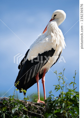 White stork standing in a nest against blue sky background 139236976