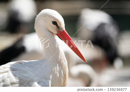 Close-up portrait of white stork with red beak outdoors Close-up portrait of white stork with red beak outdoors 139236977