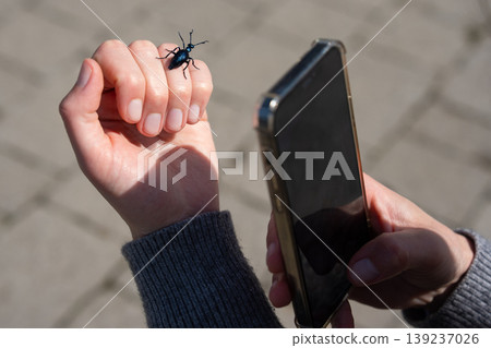Person photographing a blue oil beetle on their hand with a smartphone Person photographing a blue oil beetle on their hand with a smartphone 139237026