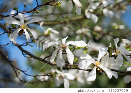 White magnolia flowers blooming on a tree branch against blue sky White magnolia flowers blooming on a tree branch against blue sky 139237029