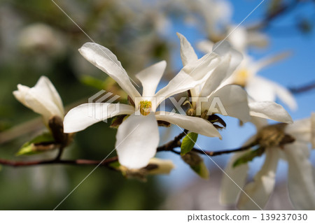 White magnolia flowers blooming on a tree branch against blue sky White magnolia flowers blooming on a tree branch against blue sky 139237030
