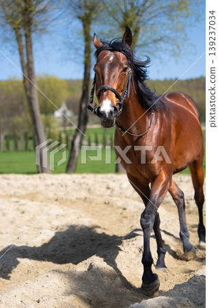 Brown horse walking on sand paddock on a sunny spring day Brown horse walking on sand paddock on a sunny spring day 139237034