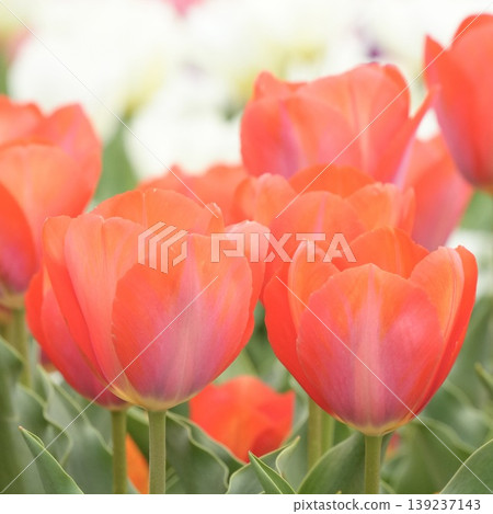 Beautiful red tulips blooming in a spring park - a spring scene 139237143