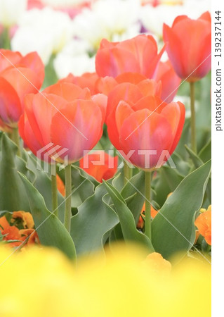 Beautiful red tulips blooming in a spring park - a spring scene Beautiful red tulips blooming in a spring park - a spring scene 139237144