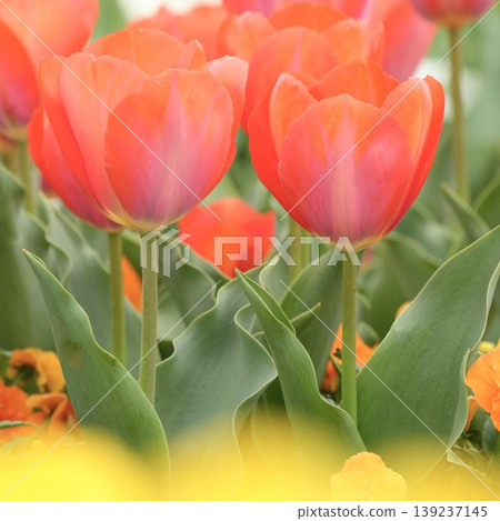 Beautiful red tulips blooming in a spring park - a spring scene Beautiful red tulips blooming in a spring park - a spring scene 139237145