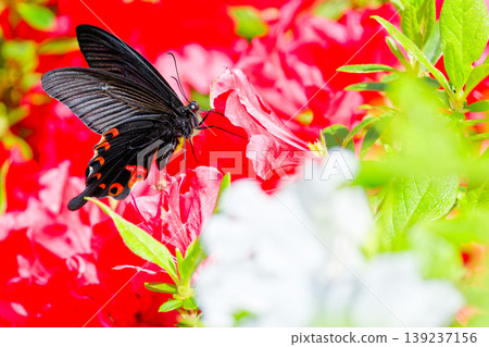 一隻黑鳳蝶停在杜鵑花上。 139237156