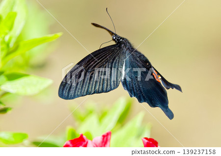 Flying Black Swallowtail Butterfly Flying Black Swallowtail Butterfly 139237158