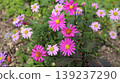 Small flower with pink color 139237290