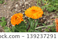 Landscape with calendula flowers 139237291