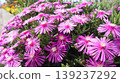 pink flowers are blooming 139237292