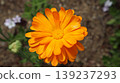 Yellow flower 139237293