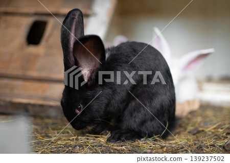 a beautiful black domestic rabbit is grazing and walking in the enclosure outdoors 139237502