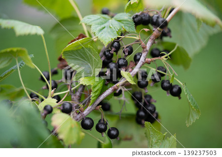 delicious and juicy bunches of blackcurrant berries on bushes in the garden delicious and juicy bunches of blackcurrant berries on bushes in the garden 139237503