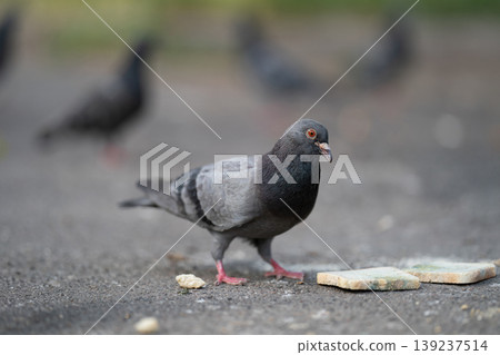 Wild pigeons eating bread crumbs on the ground in the city Wild pigeons eating bread crumbs on the ground in the city 139237514