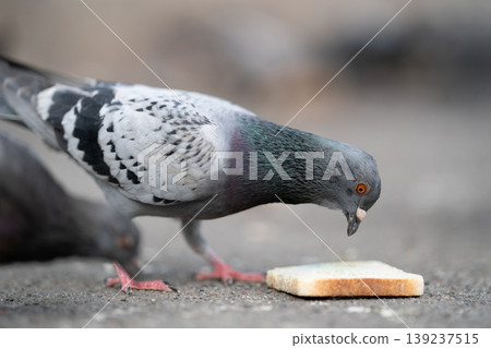 Wild pigeons eating bread crumbs on the ground in the city Wild pigeons eating bread crumbs on the ground in the city 139237515
