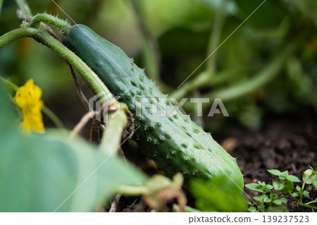 fresh green cucumbers grow in a greenhouse 139237523