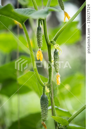 fresh green cucumbers grow in a greenhouse fresh green cucumbers grow in a greenhouse 139237524