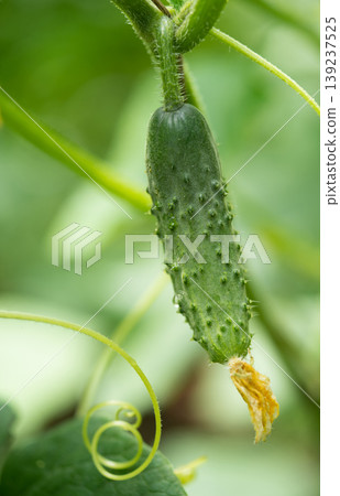 fresh green cucumbers grow in a greenhouse 139237525