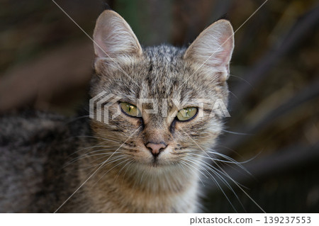 Close-up portrait of a tabby cat with green eyes Close-up portrait of a tabby cat with green eyes 139237553