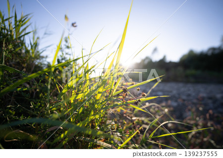 plants in the sun backlight grow among the stones on the river bank plants in the sun backlight grow among the stones on the river bank 139237555