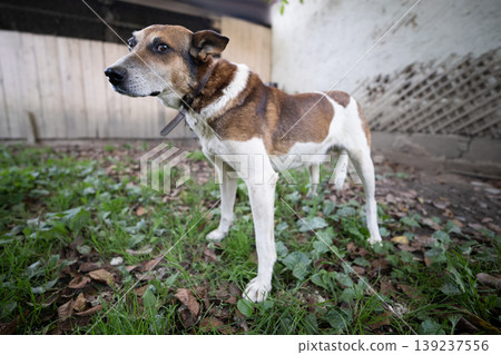 A lonely and sad guard dog on a chain near a dog house outdoors A lonely and sad guard dog on a chain near a dog house outdoors 139237556