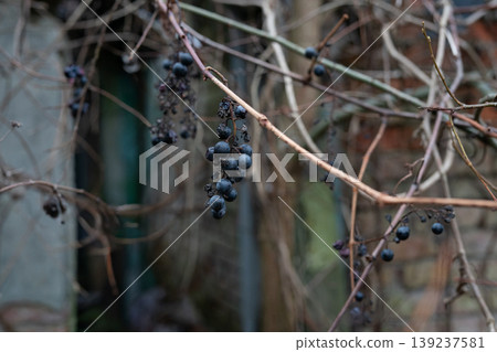Dried dark berries on a leafless vine in late autumn 139237581