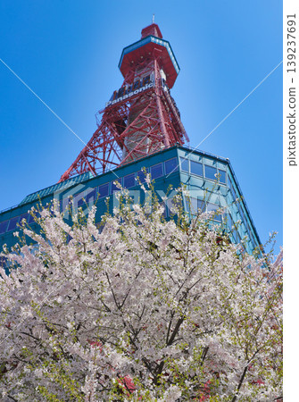 Sapporo TV Tower and cherry blossoms (Part 2) Sapporo TV Tower and cherry blossoms (Part 2) 139237691