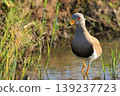 Northern lapwings foraging in rice paddies 139237723