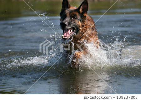 German Shepherd dog running through water with splashes German Shepherd dog running through water with splashes 139237805