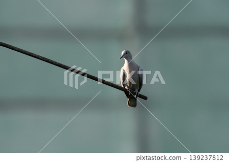 Eurasian collared dove perched on a metal rod Eurasian collared dove perched on a metal rod 139237812