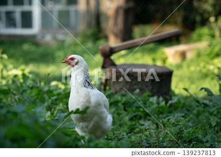 White chicken near a chopping block with an axe in a rural yard White chicken near a chopping block with an axe in a rural yard 139237813