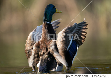 Male mallard duck (Anas platyrhynchos) displaying wings on water Male mallard duck (Anas platyrhynchos) displaying wings on water 139237818