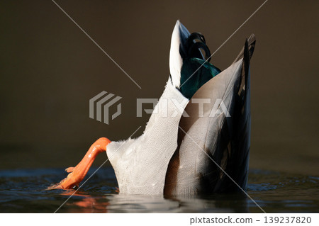 Male mallard duck diving underwater with orange feet visible above surface Male mallard duck diving underwater with orange feet visible above surface 139237820